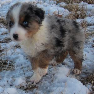 AKCASCAAustralianshepherdPuppies